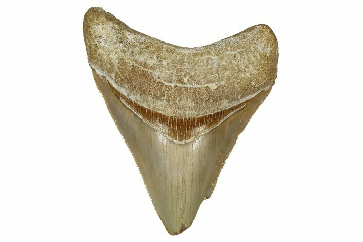 Serrated, Fossil Megalodon Tooth From Morocco - Rare Location #353012